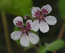 Erodium trifolium closeup