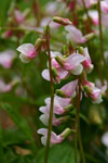 Lathyrus vernus albo-roseus