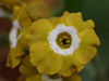 Primula auricula 'Old Mustard'