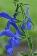 Salvia patens 'Blue Angel'