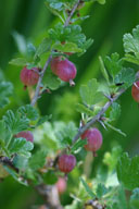 Ribes grossularia 'Hinnomaki Red'