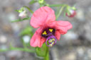 Alonsoa unilabiata