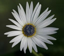 Arctotis grandis