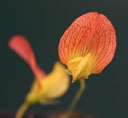 Lathyrus belinensis
