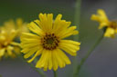 Madia elegans