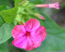 Mirabilis jalapa