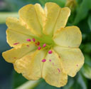 Mirabilis jalapa