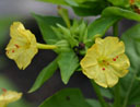 Mirabilis jalapa