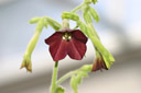 Nicotiana 'Hot Chocolate'