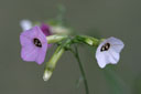 Nicotiana 'Mutabilis' closeup