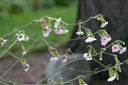 Nicotiana 'Mutabilis'