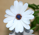 Osteospermum ecklonis 'Sky and Ice'