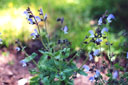 Salvia algeriensis
