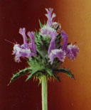 Salvia carduacea