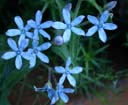 Tweedia caerulea