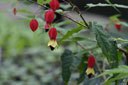 Abutilon megapotamicum