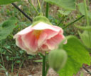 Abutilon 'Victorian Lady'