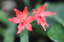 Anomatheca laxa, red