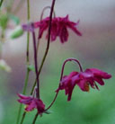Aquilegia clematiflora