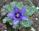 Aquilegia jonesii