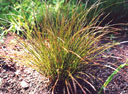 Carex testacea