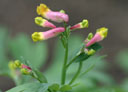 Corydalis sempervirens