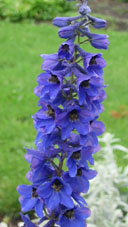 Delphinium oxysepalum