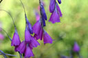 Dierama pulcherrimum