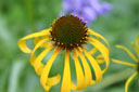 Echinacea paradoxa