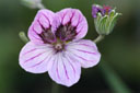Erodium petraeum