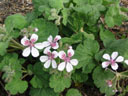 Erodium trifolium