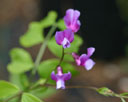 Lathyrus vernus 'Rainbow Mixed'
