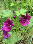 Malva 'Windsor Castle'