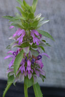 Monarda lambada