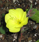 Oenothera odorata 'Apricot Delight'