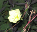 Oenothera 'Lemon Sunset'
