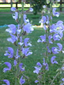 Salvia barrelieri