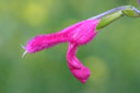 Salvia buchananii