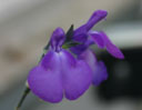 Salvia 'Christine Yeo'