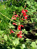 Salvia darcyi