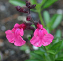 Salvia greggii 'Wild Thing'