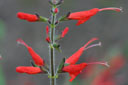Salvia praeclara