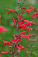 Salvia roemeriana