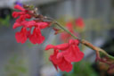 Salvia 'Silke's Dream'