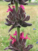 Salvia spathacea