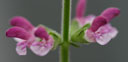 Salvia viscosa