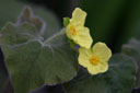 Saruma henryi
