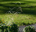 Stipa barbata
