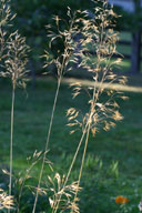 Stipa gigantea