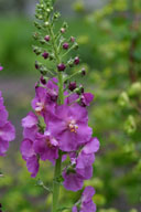 Verbascum phoeniceum 'Violetta'